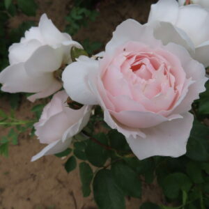 Desdemona - Image 3