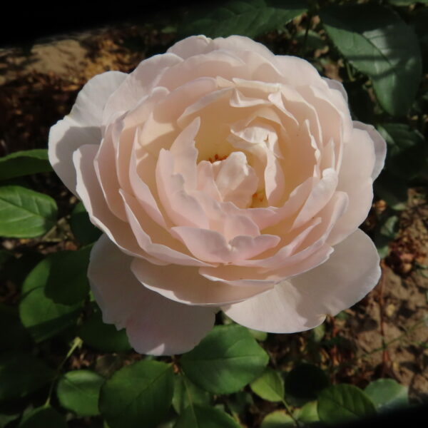 Desdemona