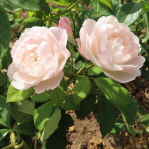 Desdemona