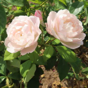 Desdemona