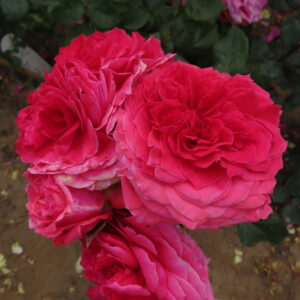 Laura - Image 5