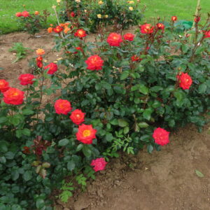 Paul - Image 7