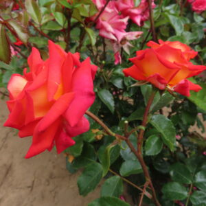 Paul - Image 5