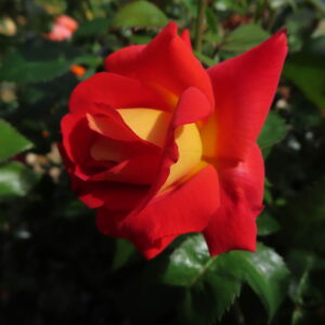 Paul - Image 6