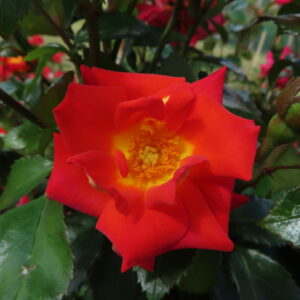 Paul - Image 2