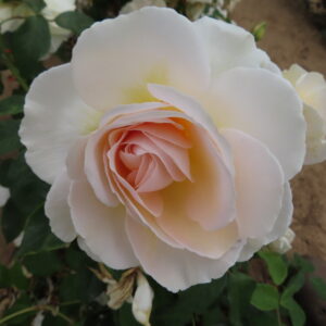Peter's Perfection - Image 2