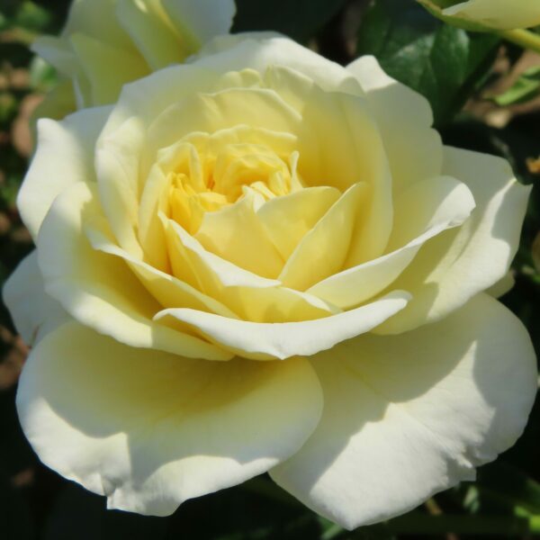 Happy Birthday To You
