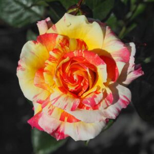 James - Image 2