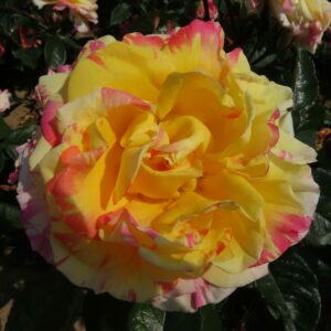 James - Image 7