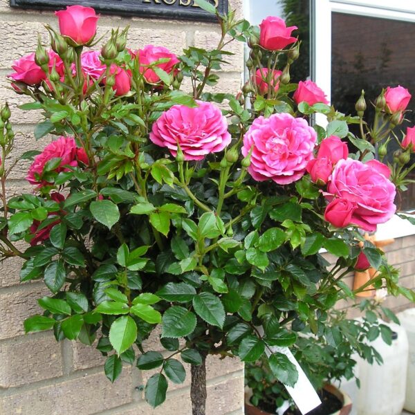 Rebecca Standard Rose