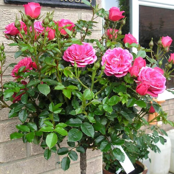 Rebecca Standard Rose
