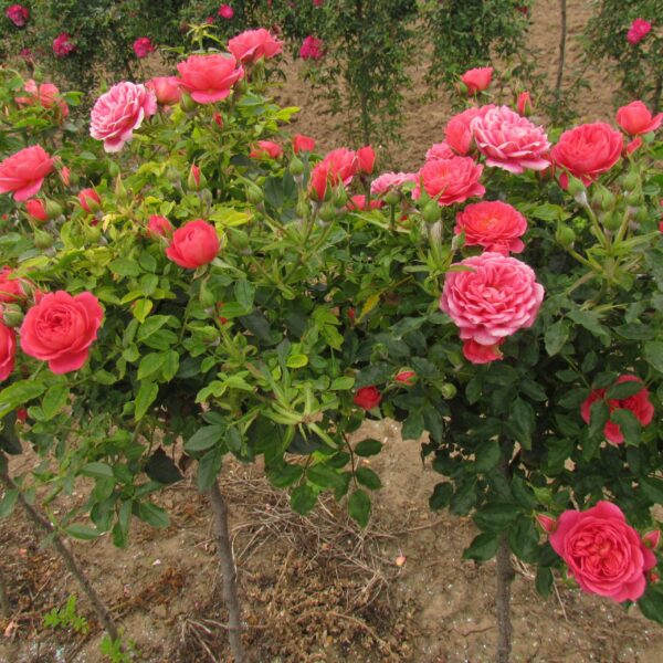 Rebecca Standard Rose
