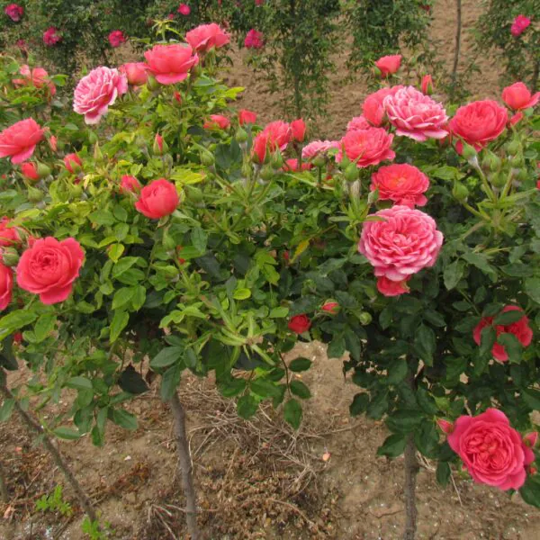 Rebecca Standard Rose