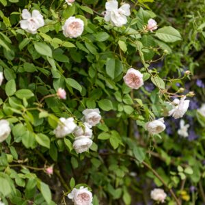 The Albrighton Rambler
