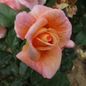 Linda Jane