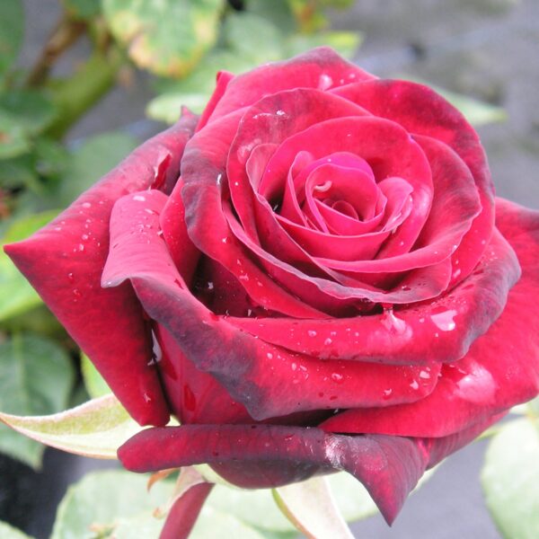 Deep Secret Standard Rose