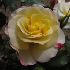 Pamela - Image 5