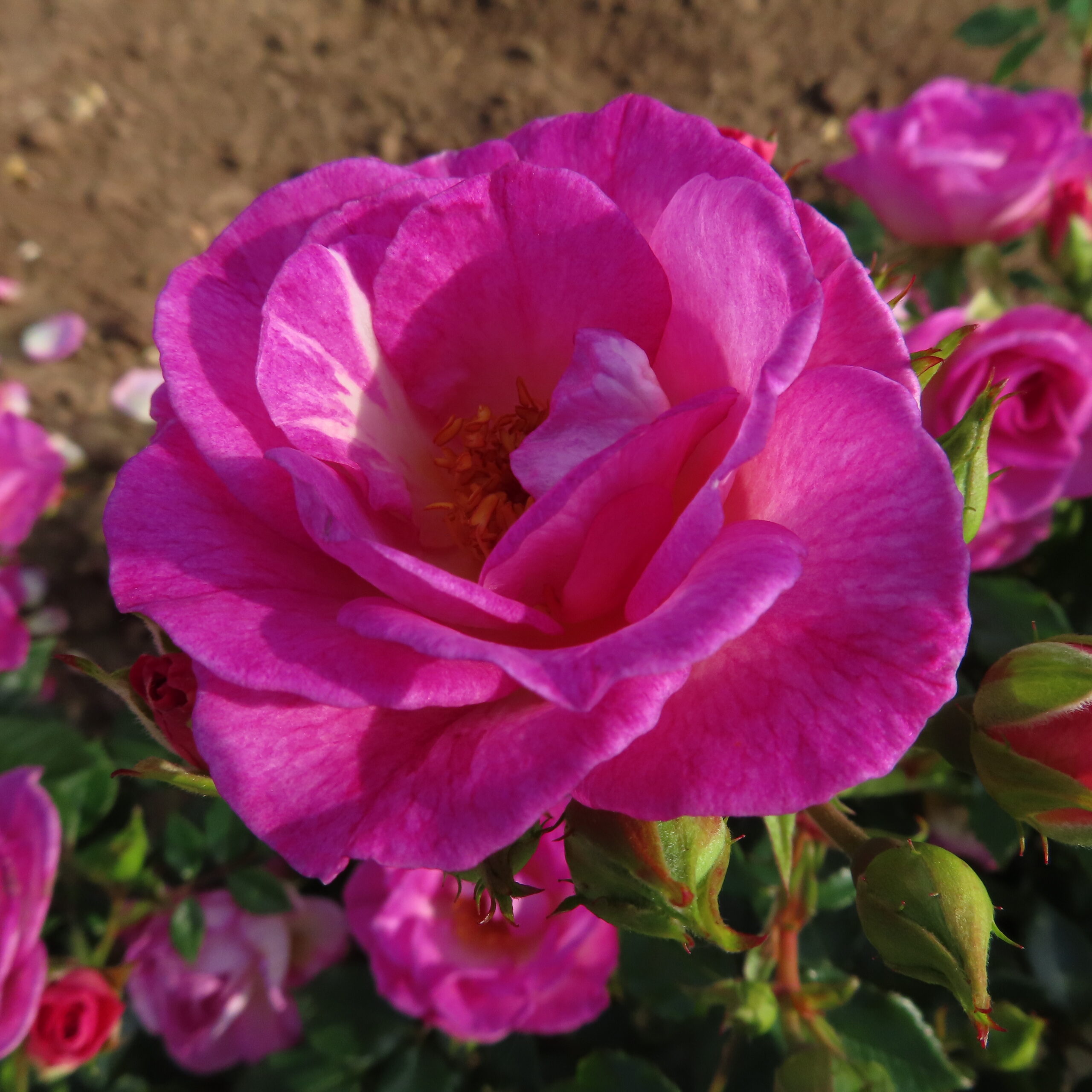 Fragrant Roses | Fragrant Rose Plants | Style Roses