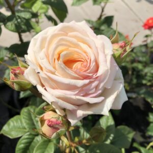 Brenda's Beauty - Image 2