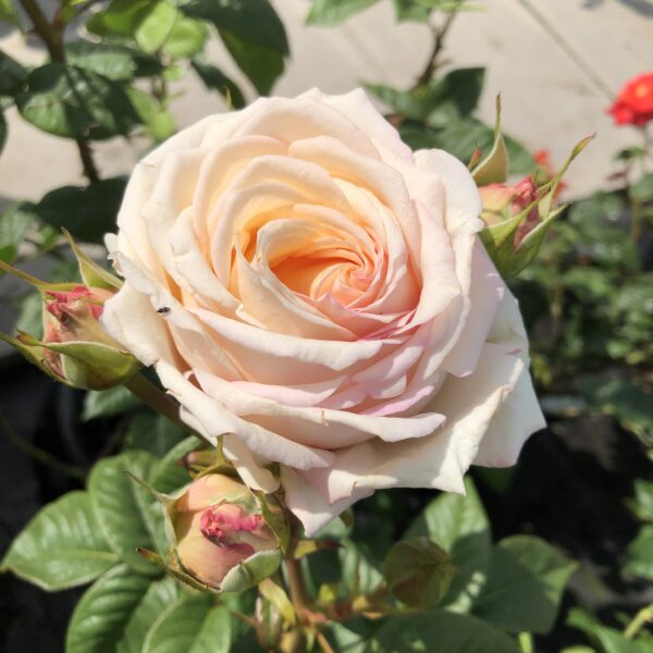 Brenda's Beauty