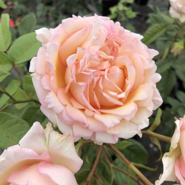 Brenda's Beauty
