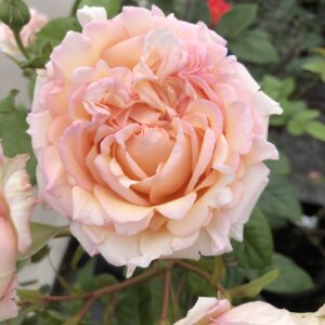 Brenda's Beauty - Image 5