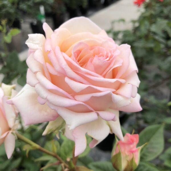 Brenda's Beauty