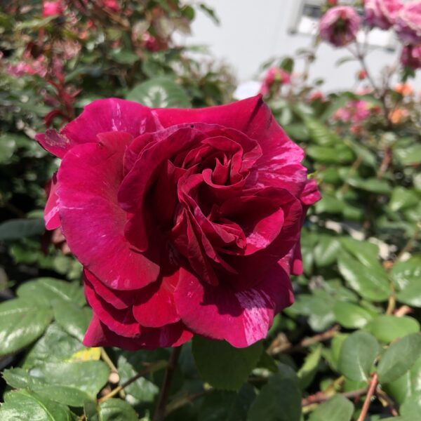 David's Rose