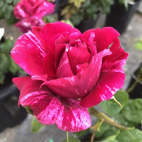 David's Rose