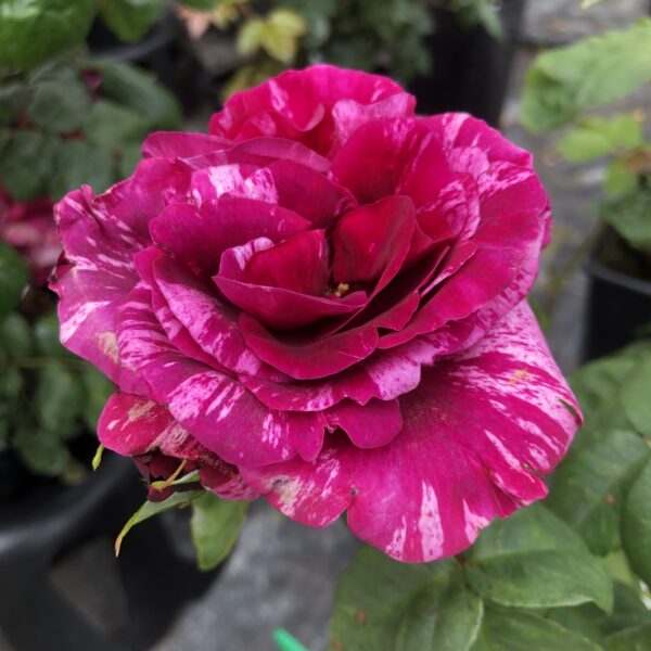 David's Rose