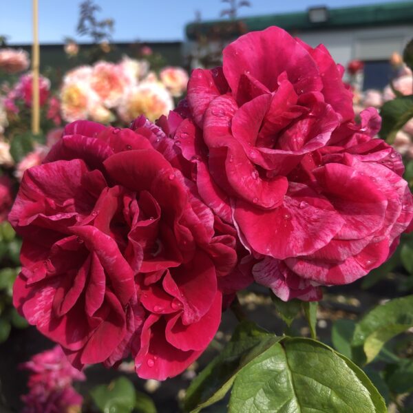 David's Rose