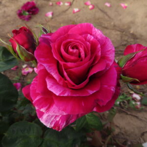 David's Rose