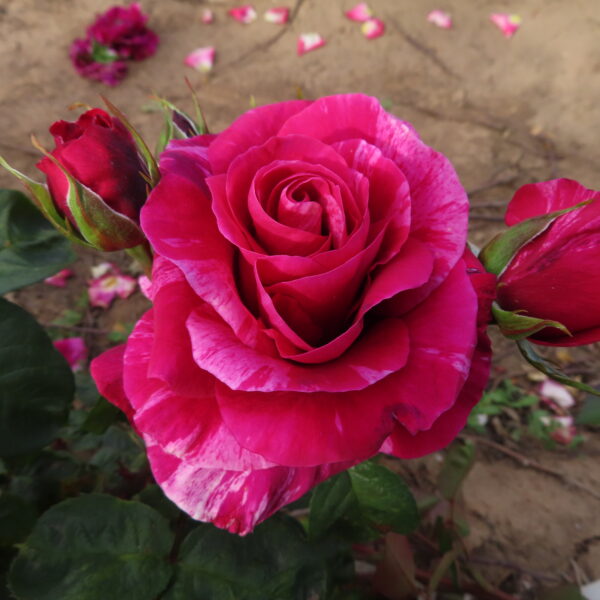 David's Rose