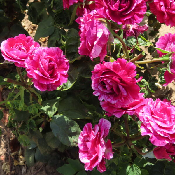 David's Rose