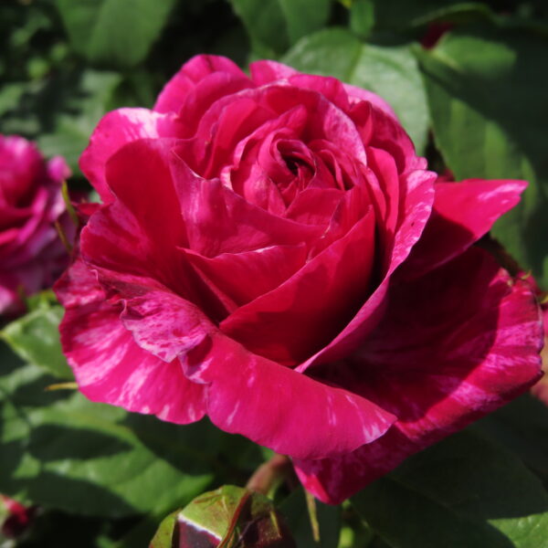David's Rose