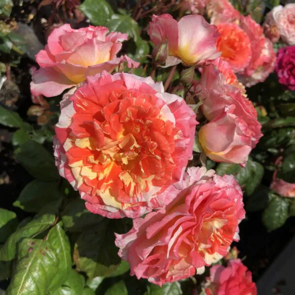 Delightful Dorothy