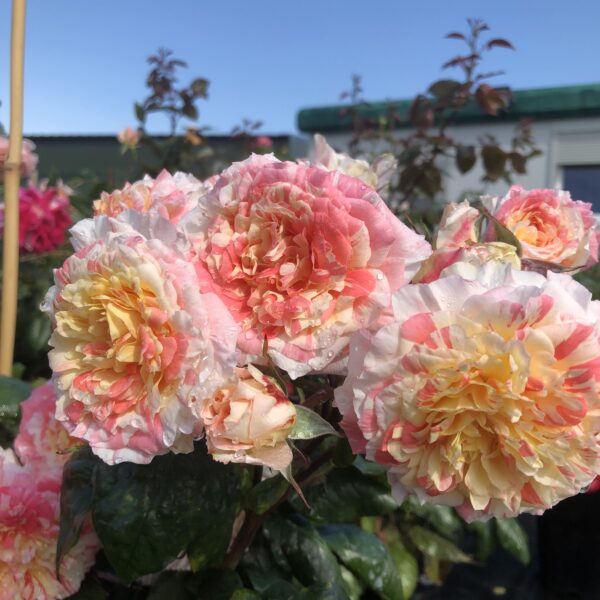 Delightful Dorothy