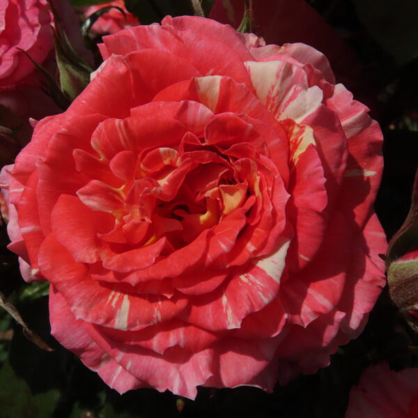 Delightful Dorothy