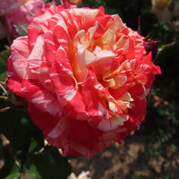 Delightful Dorothy