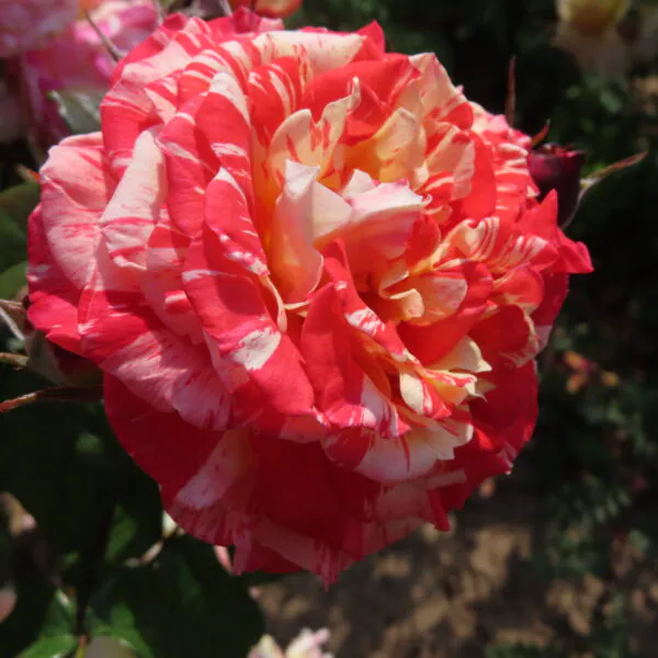 Delightful Dorothy