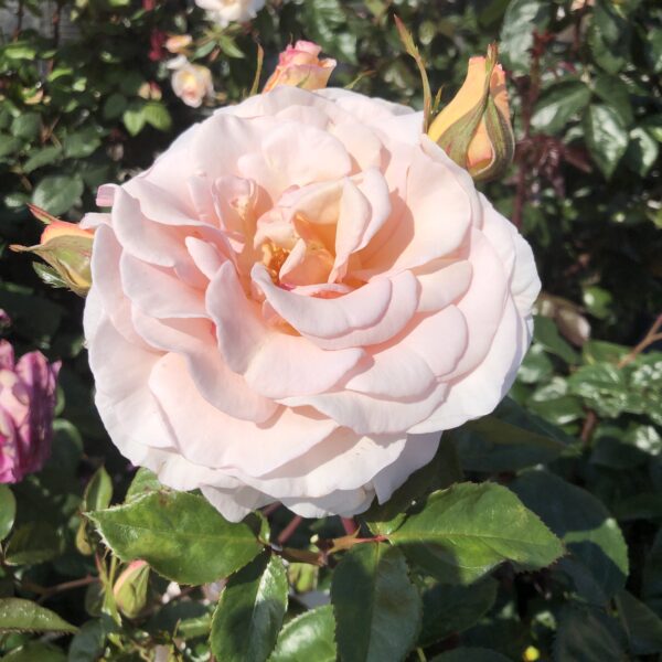Evelyn's Rose