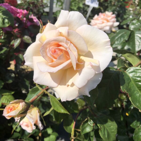 Evelyn's Rose