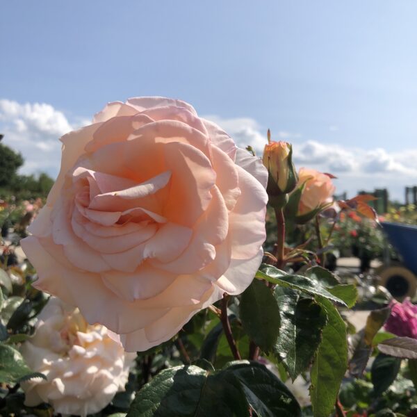 Evelyn's Rose