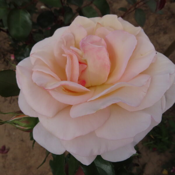 Evelyn's Rose