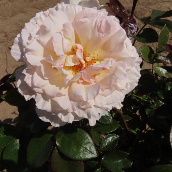 Evelyn's Rose
