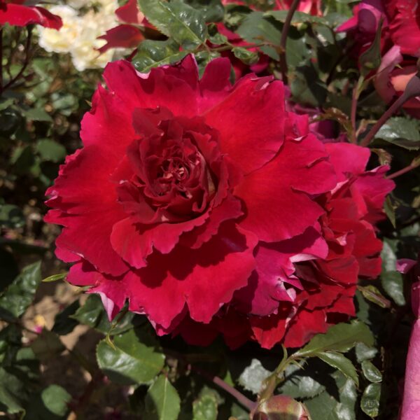 Gary's Rose