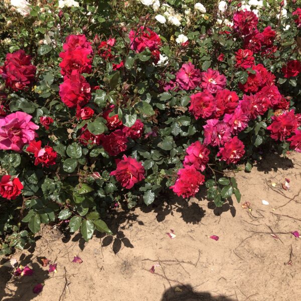 Gary's Rose