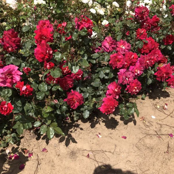 Gary's Rose
