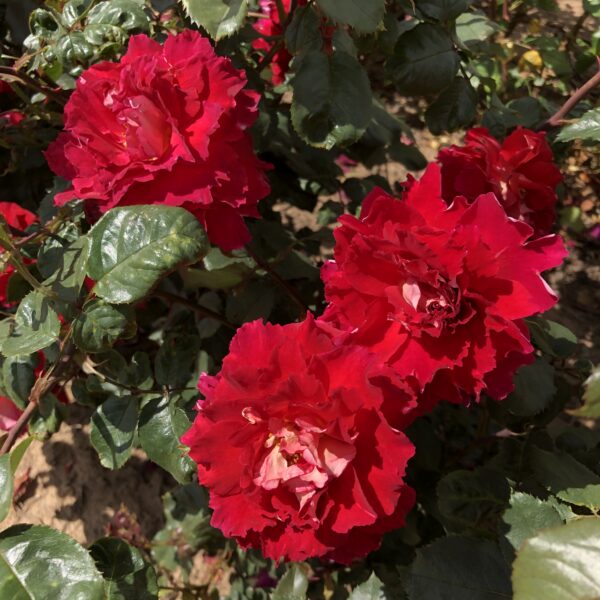 Gary's Rose