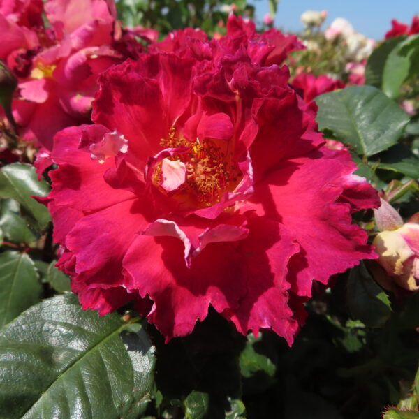 Gary's Rose